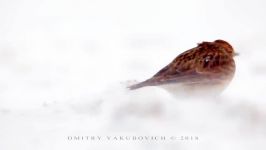 پرندگان زیبا کمیاب ، کیفیت بالا ، Skylark in blizzard