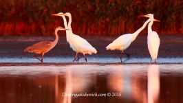 پرندگان زیبا کمیاب ، کیفیت بالا ، Great Egret