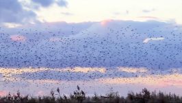 پرندگان زیبا کمیاب ، کیفیت بالا ، Common Starling