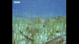 ویدیو زیبا دیدنی اعماق دریا خرچنگ ها ماشه ماهی ها