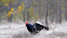 پرندگان زیبا کمیاب ، کیفیت بالا ، Black grouse