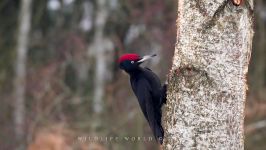 پرندگان زیبا کمیاب ، کیفیت بالا ، Black woodpecker