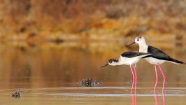 پرندگان زیبا کمیاب ، کیفیت بالا ، Black winged Stilt