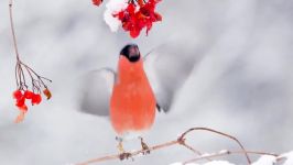 پرندگان زیبا کمیاب ، کیفیت بالا ، Bullfinch