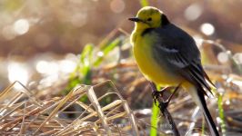 پرندگان زیبا کمیاب ، کیفیت بالا ، Citrine wagtail