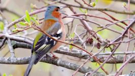 پرندگان زیبا کمیاب ، کیفیت بالا ، Common chaffinch