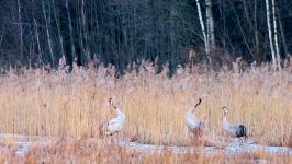 پرندگان زیبا کمیاب ، کیفیت بالا ، Common crane