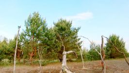 پرندگان زیبا کمیاب ، کیفیت بالا ، Common Cuckoo and Chaffinch.