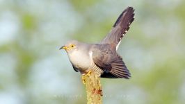 پرندگان زیبا کمیاب ، کیفیت بالا ، Common cuckoo