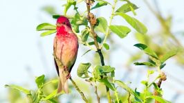 پرندگان زیبا کمیاب ، کیفیت بالا ، Common rosefinch