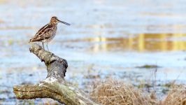 پرندگان زیبا کمیاب ، کیفیت بالا ، Common snipe