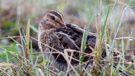 پرندگان زیبا کمیاب ، کیفیت بالا ، Common Snipe. Singing male