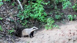 پرندگان زیبا کمیاب ، کیفیت بالا ، European badger