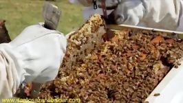 کندوی جدید برداشت عسل آسان در استرالیا