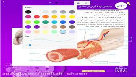 زیست شناسی ، دوازدهم ، حل سوال ساختار لوله گوارش انسان