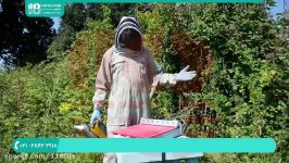 آموزش زنبورداری  آموزش پرورش زنبور عسل  طرح پرورش زنبور  02128423118
