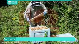 آموزش زنبورداری  آموزش پرورش زنبور عسل  زنبورداری زنبور عسل  02128423118