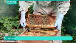 آموزش زنبورداری  زنبورداری مدرن  زنبورداری زنبور عسل  02128423118