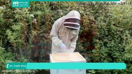 آموزش زنبورداری  زنبورداری زنبور عسل  طرح پرورش زنبور  02128423118