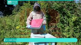 آموزش زنبورداری  طرح پرورش زنبور  زنبورداری زنبور عسل