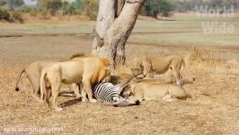 حیات وحش، حمله سهمگین شیرها برای دعوا شکار