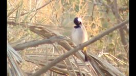 بلبل خرما White eared Bulbul