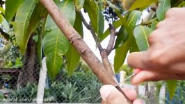 روش جدید برای ریشه دار کردن قلمه درختان