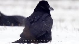 پرندگان زیبا کمیاب ، کیفیت بالا ، Ravens