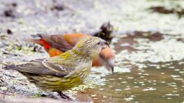 پرندگان زیبا کمیاب ، کیفیت بالا ، Red crossbill