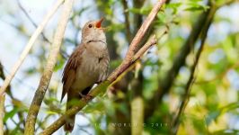 پرندگان زیبا کمیاب ، کیفیت بالا ، Singing nightingale