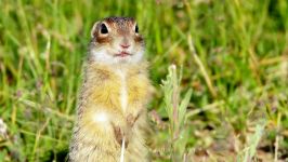 پرندگان زیبا کمیاب ، کیفیت بالا ، Speckled ground squirrel