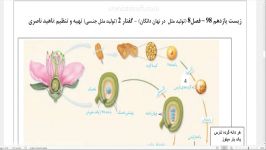 تشکیل دانه گرده رسیده کیسه رویانی زیست 11 فصل 8 گفتار 2 ناصری