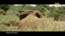 مستند زندگی اسرار آمیز فیل ها  دوبله فارسی  قسمت 1
