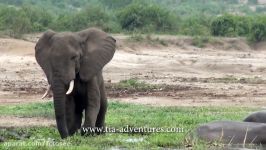 حمله فیل نر خشمگین به کرگدن ها خالی کردن خشم خود روی بچه کرگدن