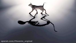 پارادوکس گربه شرودینگر  دانستنی های علمی  ققنوس اورجینال