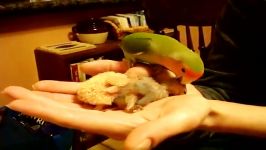 غذا دادن مادر به بچه Lovebird