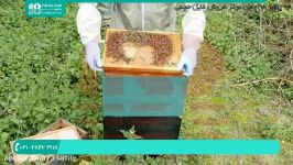 فیلم آموزش زنبور داری  آموزش زنبور داری  روش بازرسی برای تشخیص بیماری