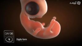 مراحل کامل رشد جنین نطفه در داخل تخم مرغ