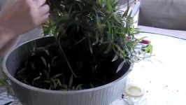 How To Bonsai  Make a Bonsai Tree