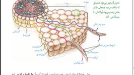 روش های انتقال مواد در مسیر کوتاه در برش عرضی ریشه زیست دهم فصل 7 گفتار 3ناصری