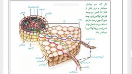 نقش سلول معبر در لایه آندودرم زیست دهم فصل 7 گفتار 3 ناصری