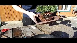 How To Plant A Bonsai Tree easy way