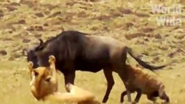 کفتار مقابل شیر  پلنگ بوفالو سگ های وحشی  نبرد حیوانات در حیات وحش