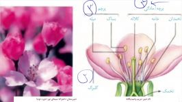 زیست یازدهم فصل۸ ساختارگل پارت دوم مدرس خانم وحید یگانه