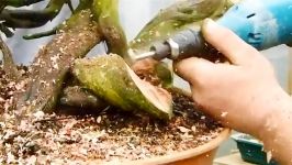 How To Create Bonsai in 5 Hours.