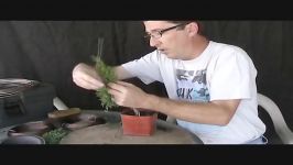 How To Make A Juniper Bonsai