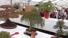 The Worlds Largest Bonsai Tree Collection