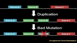 The Origin of Genes