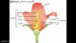 لقاح مضاعف در گیاهان نهان‌دانه