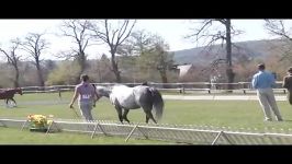 Welsh Cob Pony